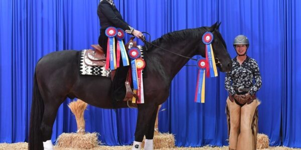 USA: Koń wielkopolski święci triumfy w westernie!